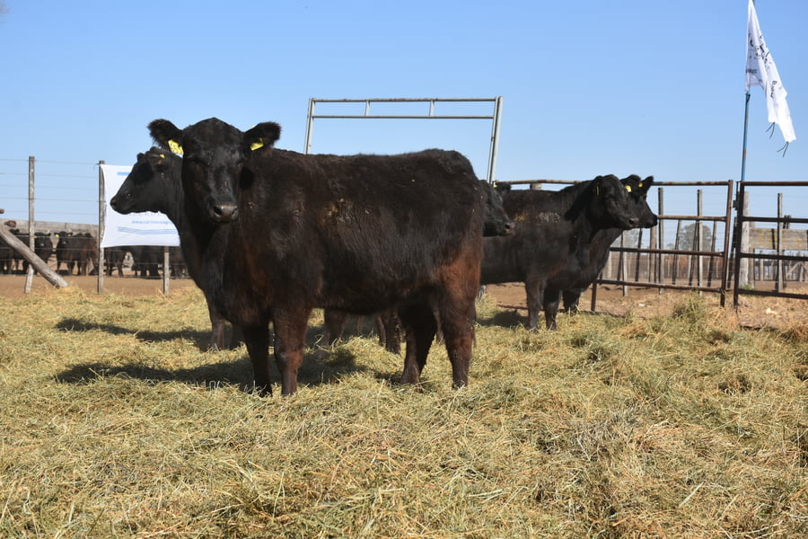 Lote VAQUILLONAS PC CON GARANTÍA DE PREÑEZ (Corral 6)