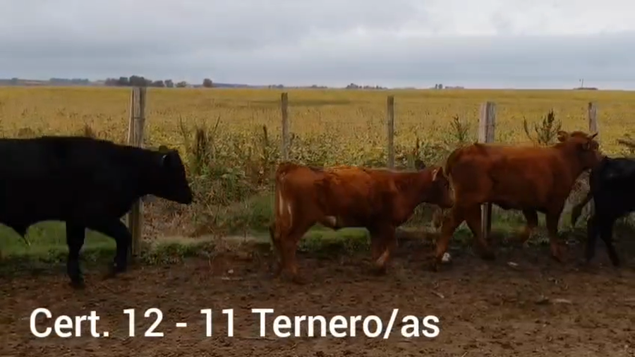 Lote TERNEROS/AS