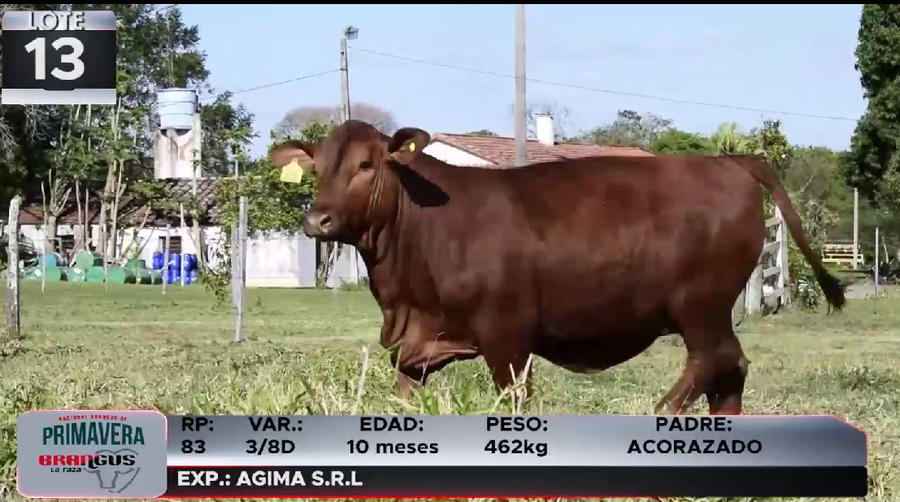 Lote LOTE 13