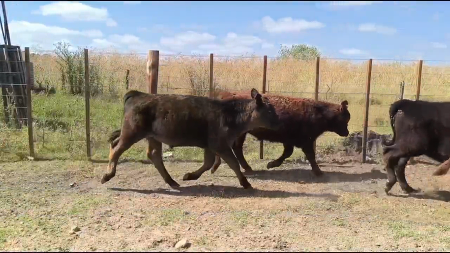 Lote 10 Terneros en Buenos Aires, Olavarría