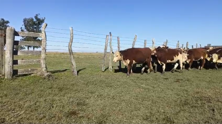 Lote 46 Terneros en Corrientes, Curuzu Cuatia