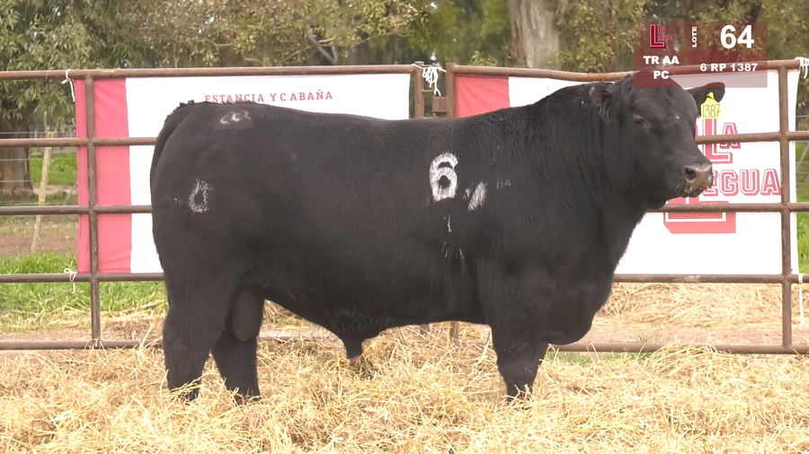 Lote TOROS ANGUS NEGROS  PC