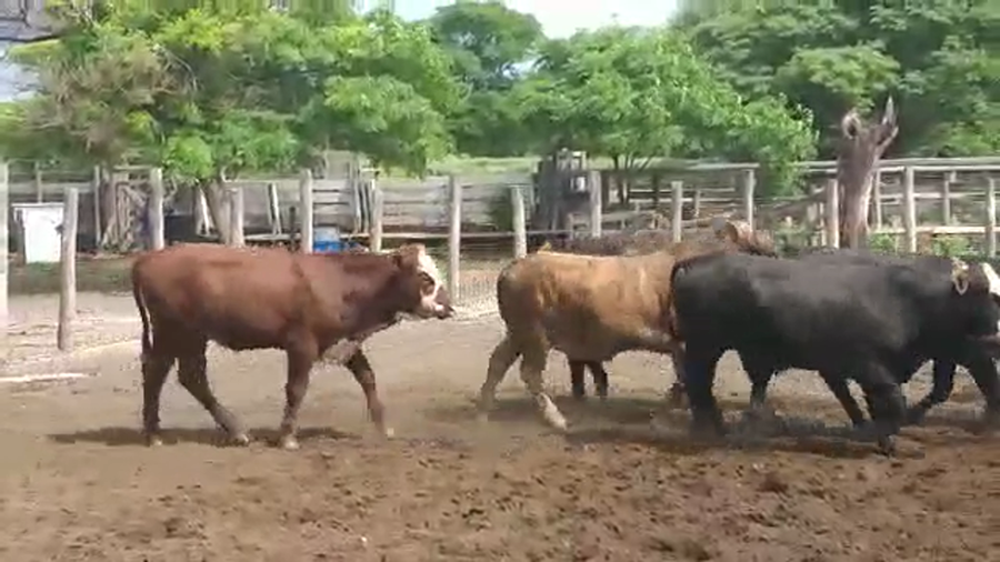 Lote 85 Novillos en Vilelas, Santiago del Estero