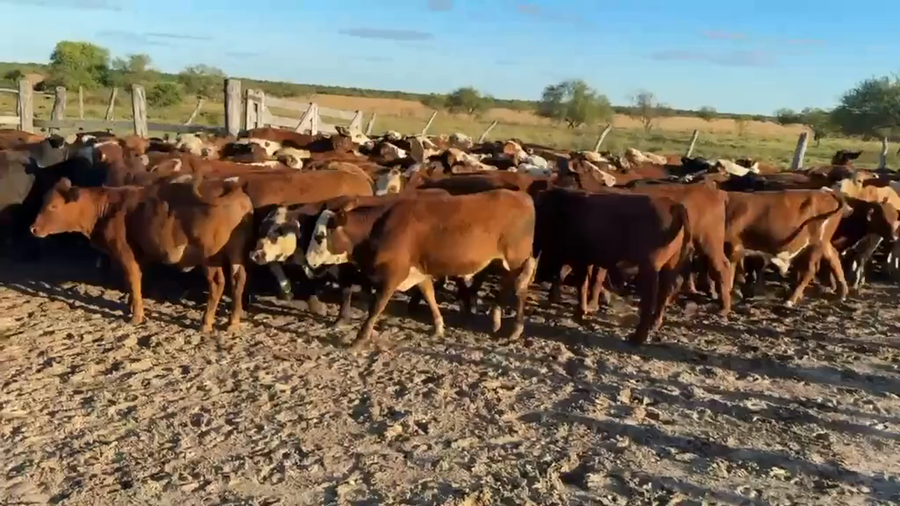 Lote 100 Terneros/as