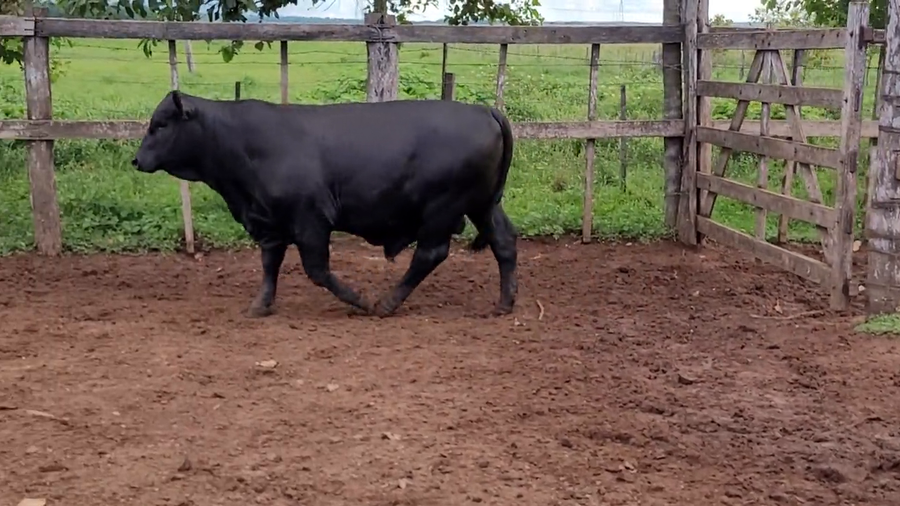 Lote Toros T. Brangus  Negro a remate en Remate de Reproductores, Asunción