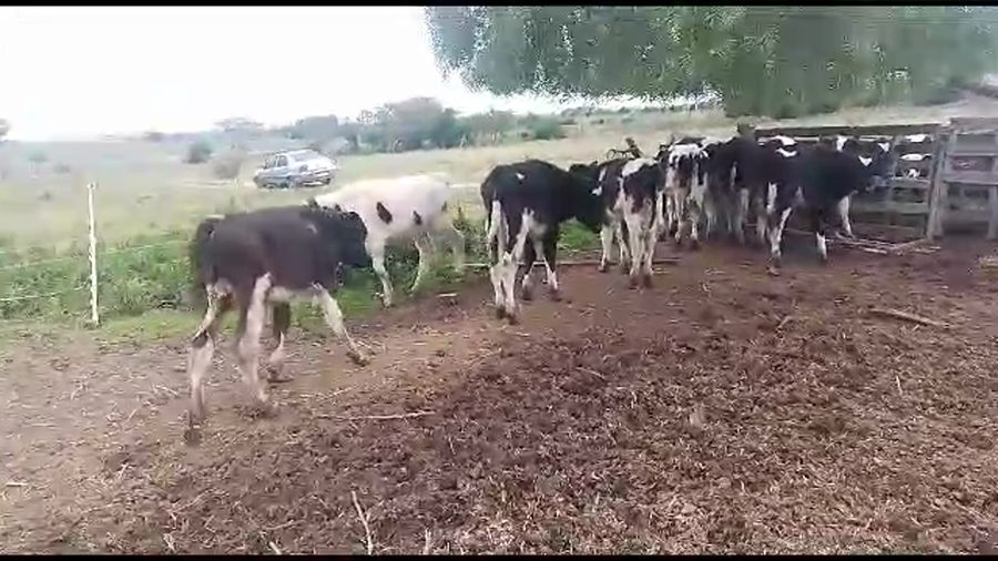 Lote 9 terneros holando