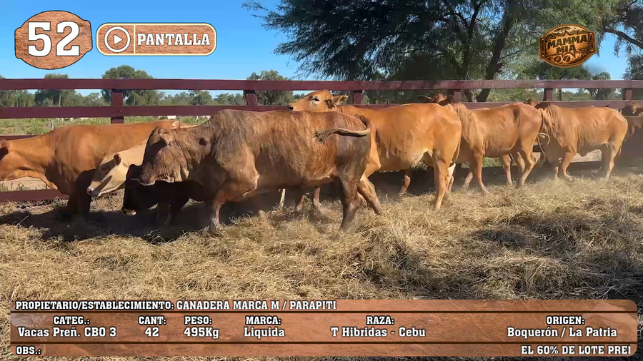 Lote LOTE 52 - POR PANTALLA