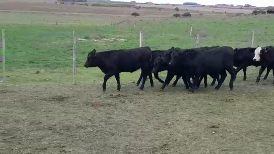 Lote TERNEROS/AS