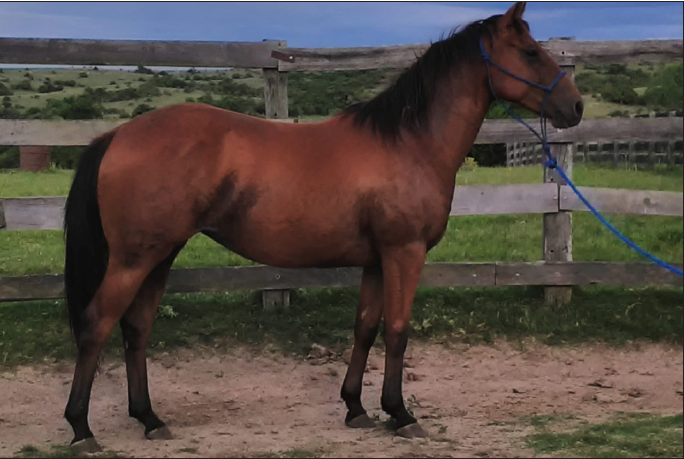 Lote GUAPITA DEL STOLI