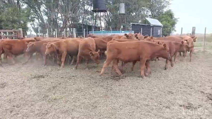 Lote 30 Terneros