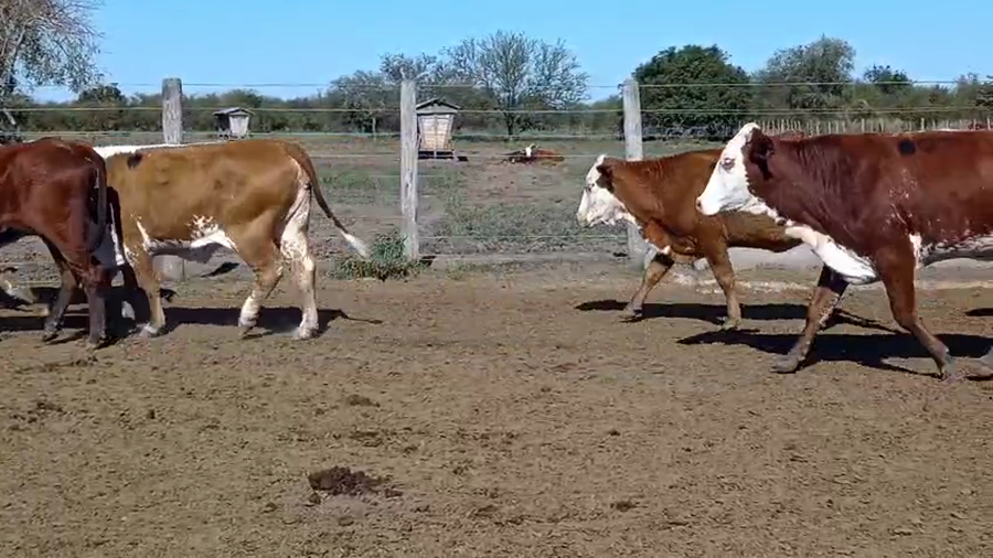 Lote 42 Vacas de invernar en Corrientes, Curuzú-Cuatiá