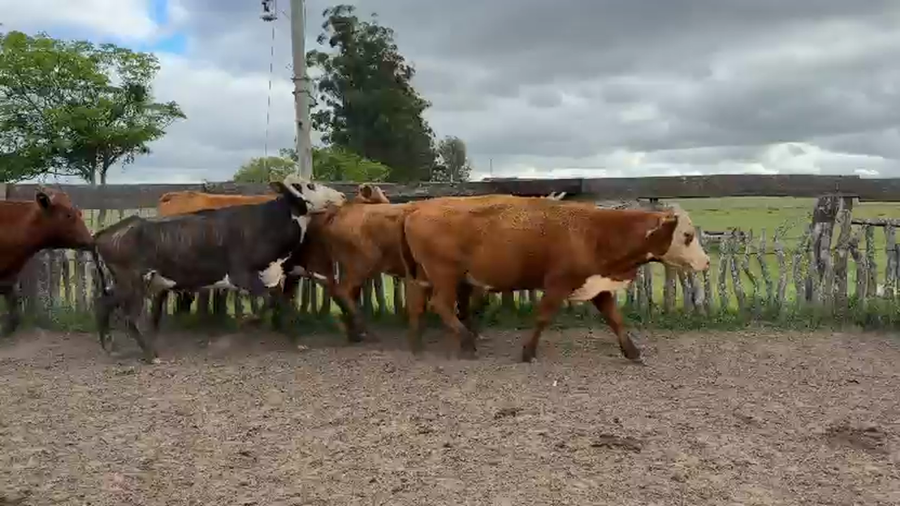 Lote 50 Vacas de invernar