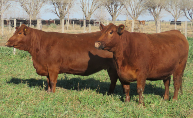 Lote Vaquillonas  Angus -  Don Pedro