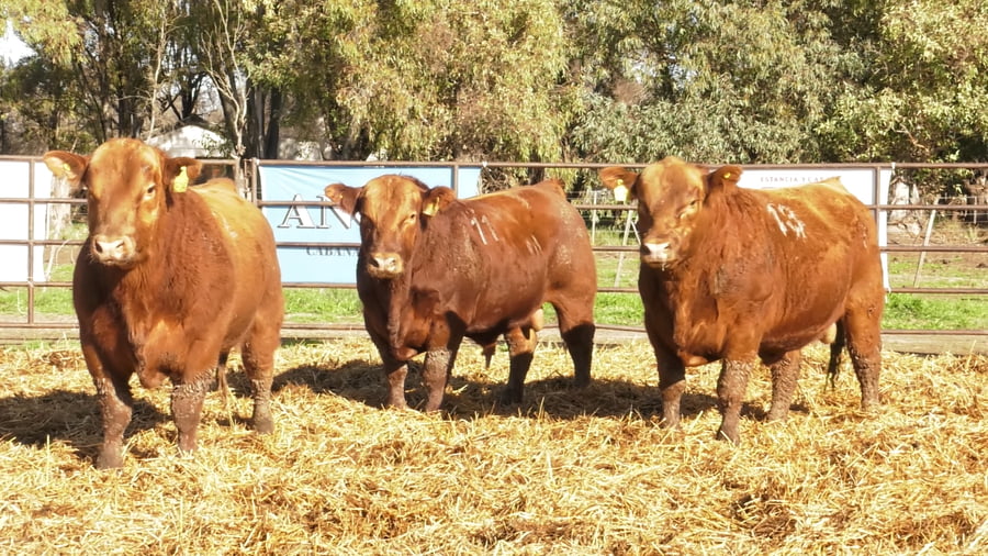Lote TOROS ANGUS COLORADOS PC