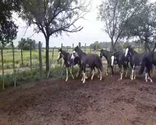 Lote 6 POTRANCAS OVERAS NEGRAS P.P. DE 3 AÑOS CON SERVICIO, CRIOLLAS PURAS, EN JUAREZ CELLMAN CORDOBA.