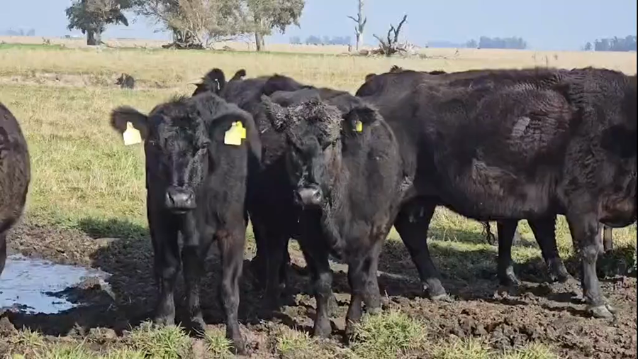 Lote 30 Vacas USADAS