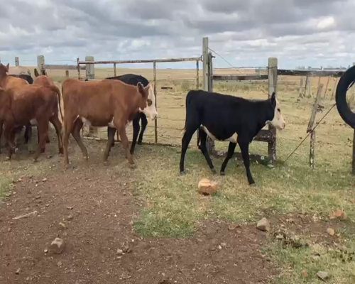 Lote VAQUILLONAS 1-2 AÑOS