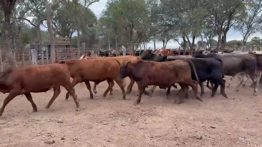 Lote 200  Novillitos en Salta, Salta