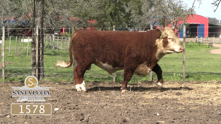 Lote Polled Hereford