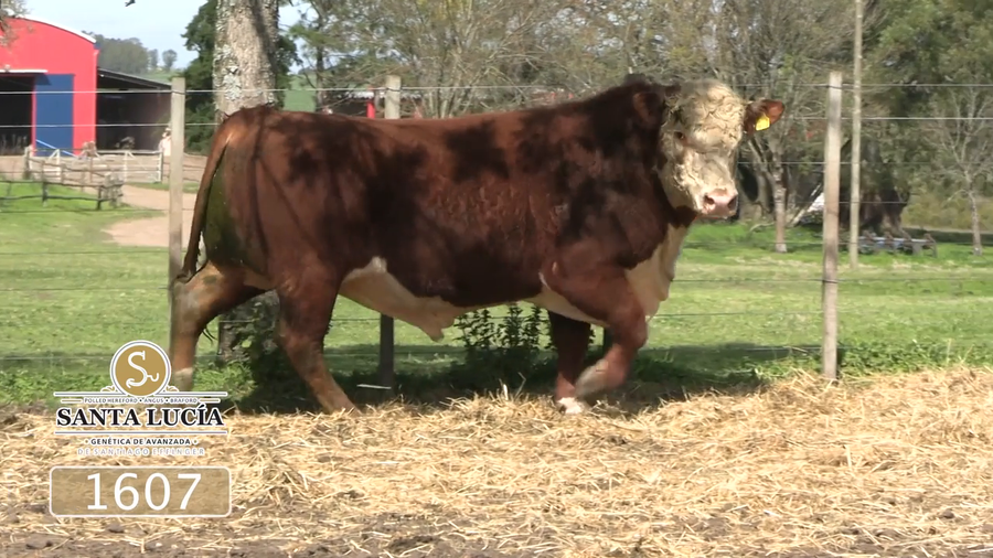 Lote Polled Hereford