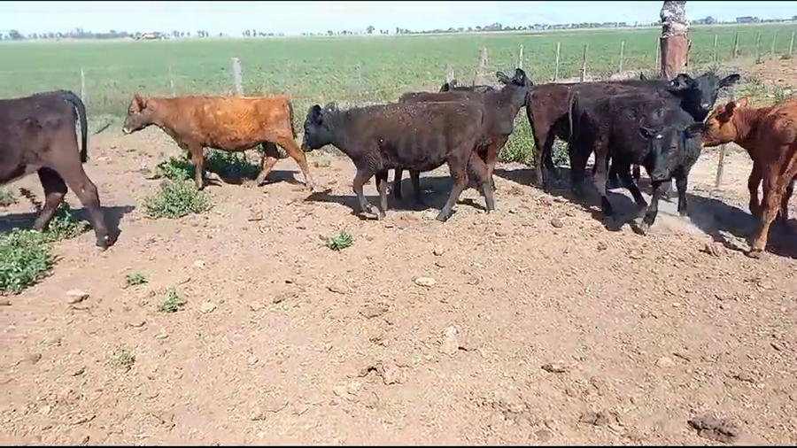 Lote 12 Terneros/as Cruzas en Fidela, Santa Fe