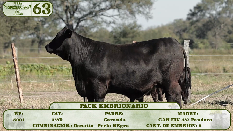 Lote LOTE 63