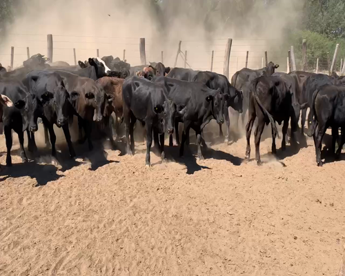 Lote 60 Novillitos en Juan José Castelli, Chaco
