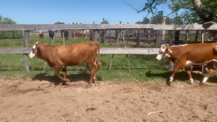 Lote 24 Terneras en Corrientes, Lavalle