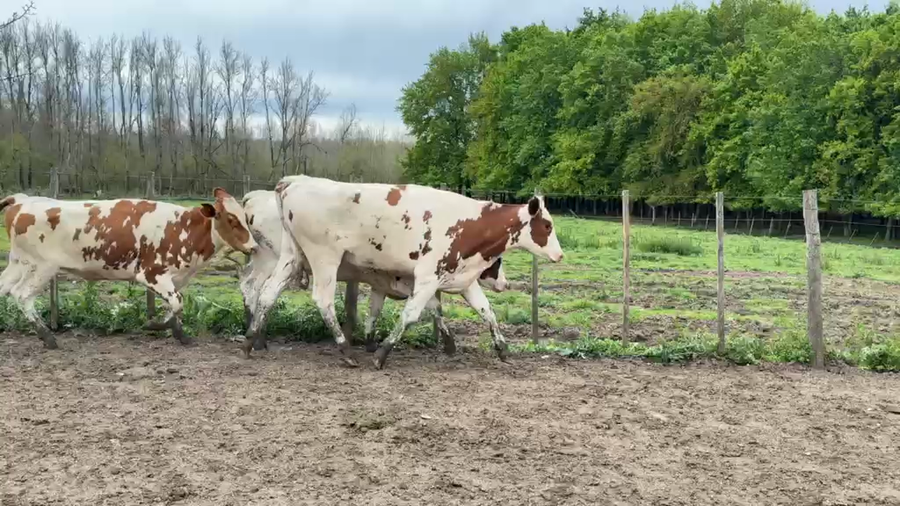 Lote VAQUILLONAS 1 a 2 AÑOS