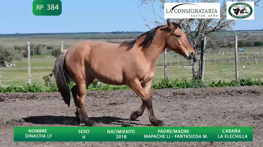 Lote Dinastia LF