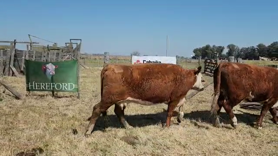 Lote "CABAÑA  AITONAK" VACAS POLLED HEREFORD 2DO PARTO OTOÑO
