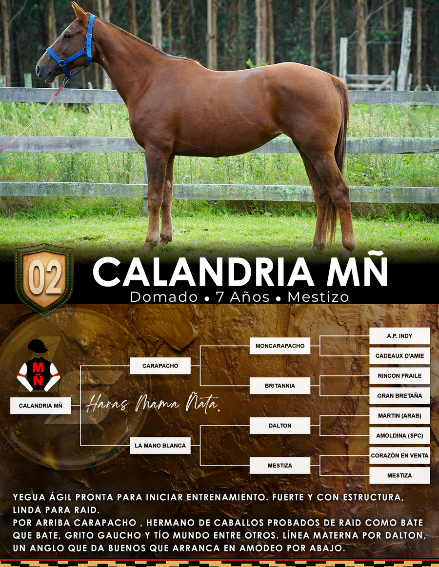 Lote CALANDRIA MÑ