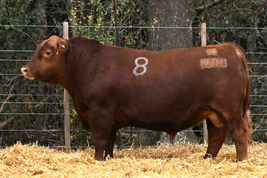 Lote TOROS ANGUS PC