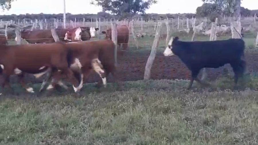 Lote 30 Terneros/as en Sauce de Luna, Entre Ríos