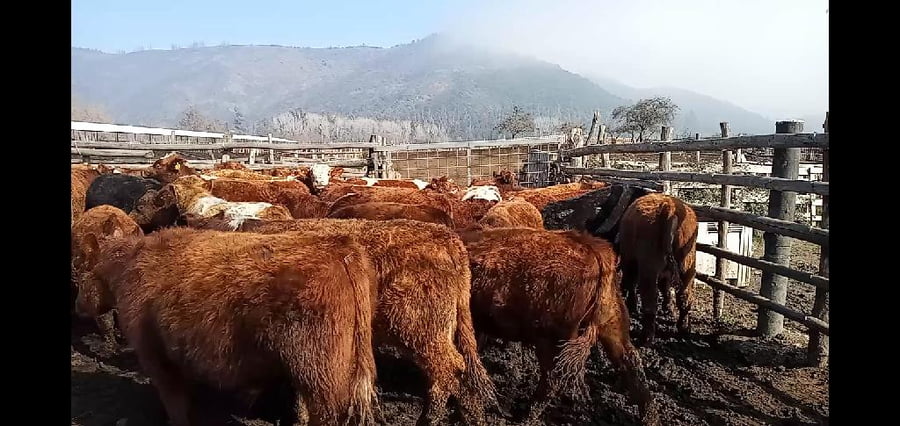 Lote 52 Ternero en Curicó, VII  Región Maule