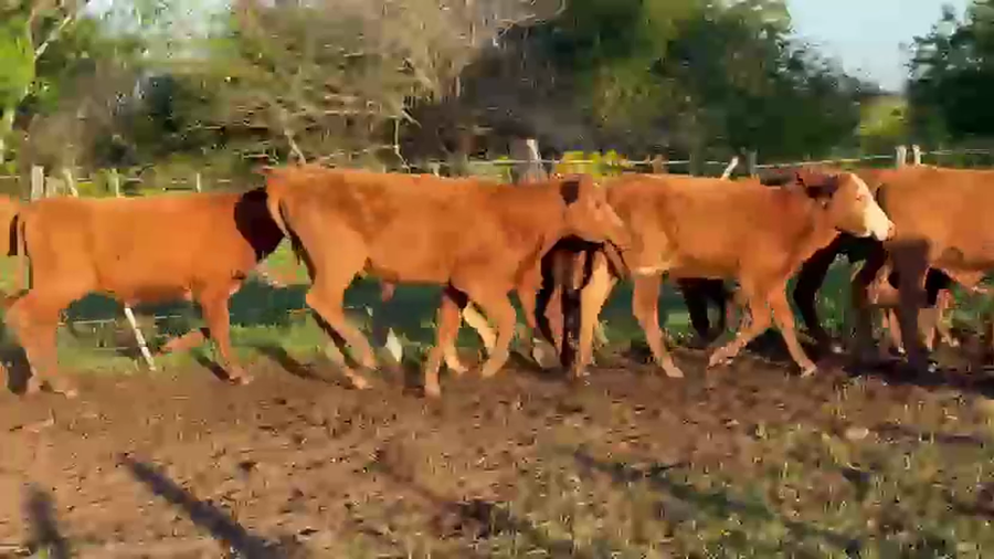 Lote 81 Novillitos en Corrientes, Alvear