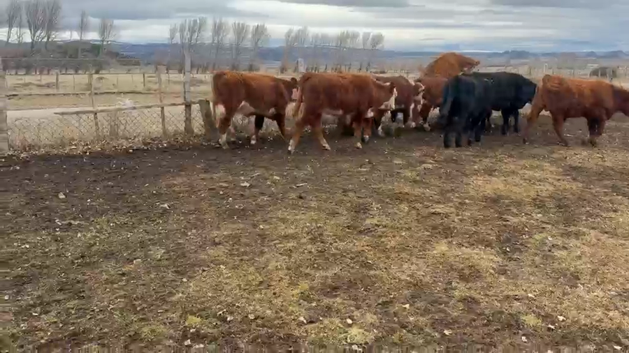 Lote 120 Ternero en Coyhaique, XI Región Aysén