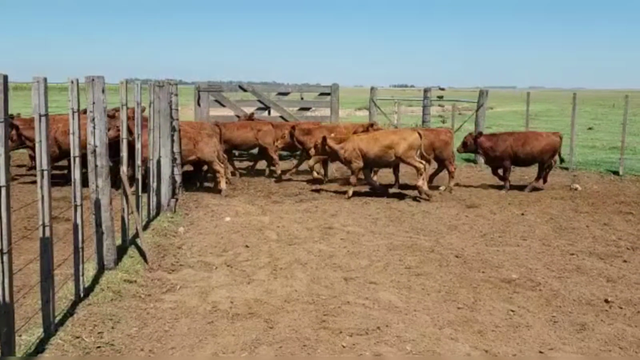 Lote 75 TERNS. MACHOS, GUAMINI, PCIA. DE BS. AS.