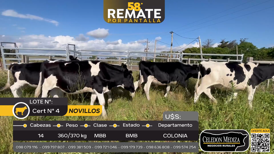 Lote 14 Novillos en Colonia Larrañaga, Soriano