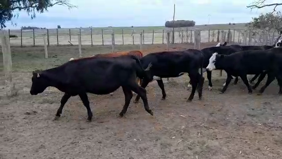Lote 45 Vaquillonas  Hereford Chirolais a remate en Pantalla Camy 300kg -  en San Gregorio