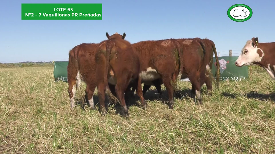 Lote 7 Vaquillonas Preñadas P Hereford Puro Registrado. Las Nazarenas