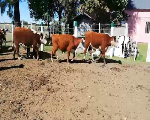 Lote 70 Terneros en Federal, Entre Ríos