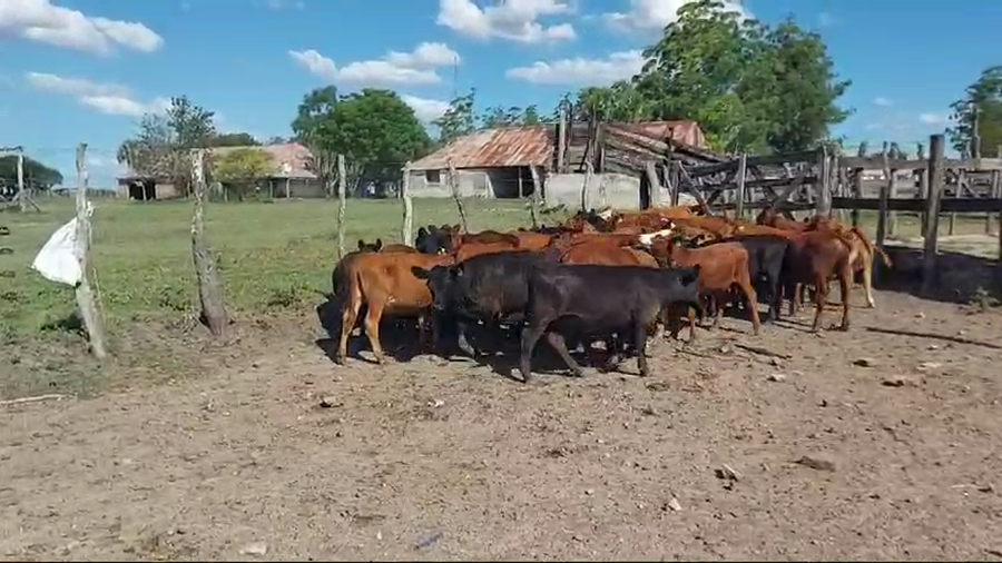 Lote 150 Terneras