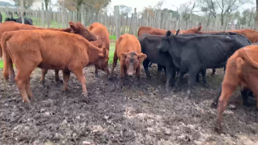 Lote 19 Vaquillonas más de 2 años en Melo, Cerro Largo