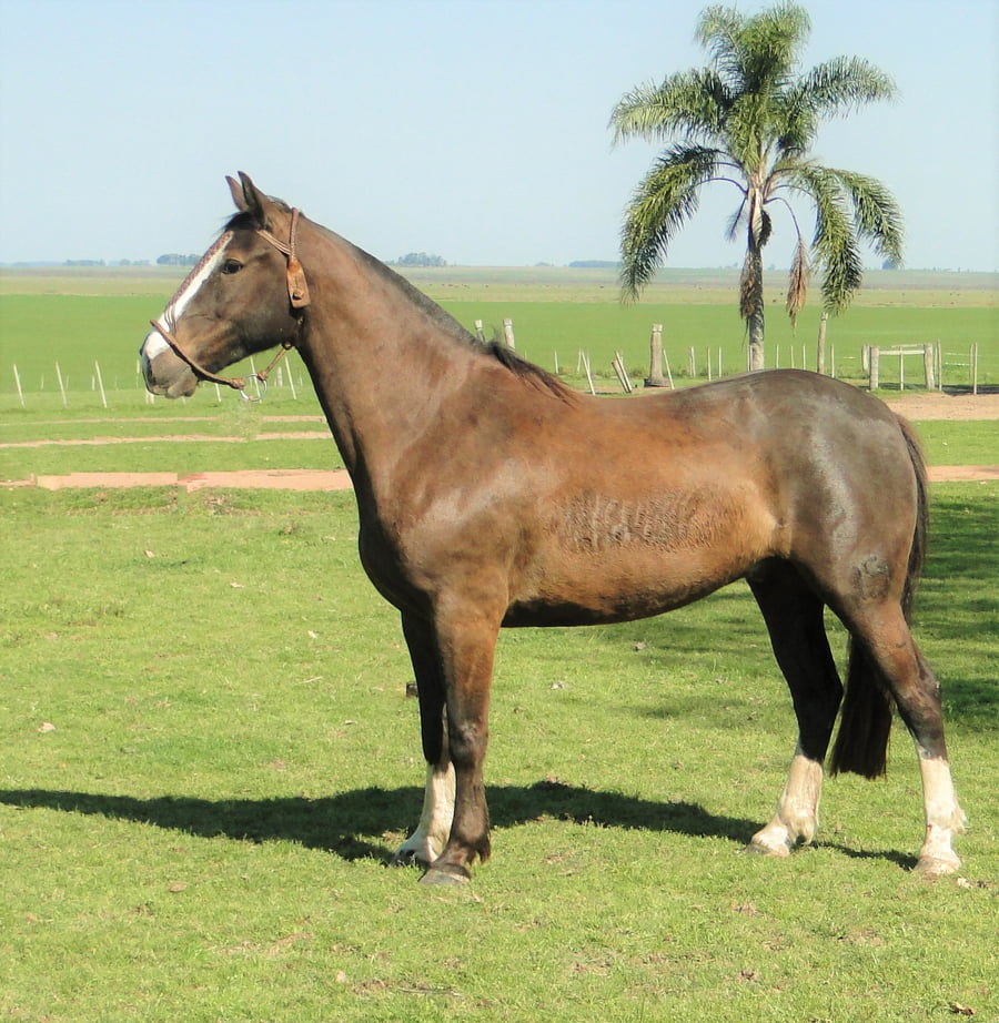 Lote Criollos da Fronteira RC Impostor  RP: 65