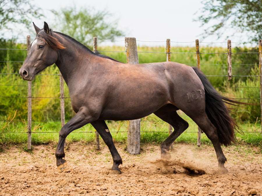 Lote Mañanera Sembradora