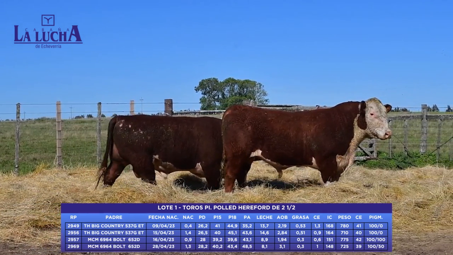 Lote TOROS PI. POLLED HEREFORD DE 2 1/2