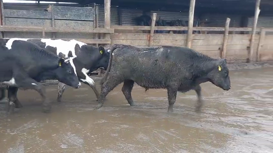 Lote 25 Novillo Gordo en Cabrero, VIII Región Biobío