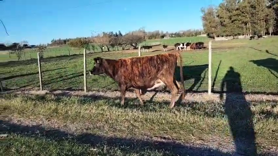 Lote Vaquillonas  a remate en Pantalla Camy, San José