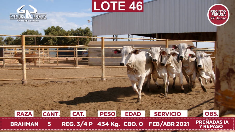 Lote Reproductores de Alborada - Lote 46